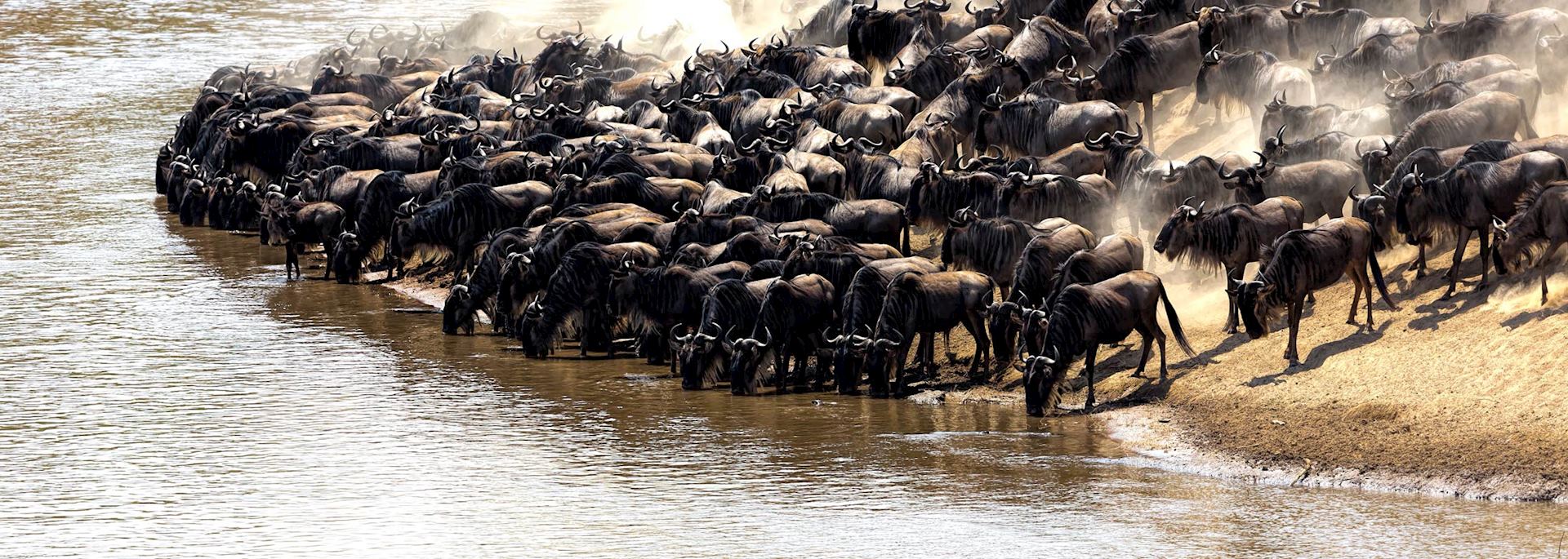 The great migration in Kenya