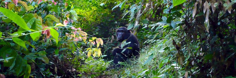 Chimpanzee, Mahale Mountains