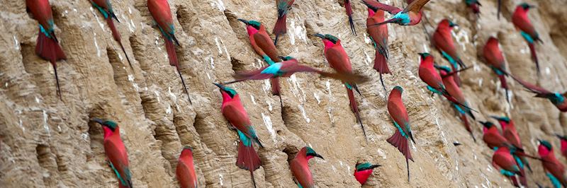 Carmine bee-eaters, South Luangwa National Park