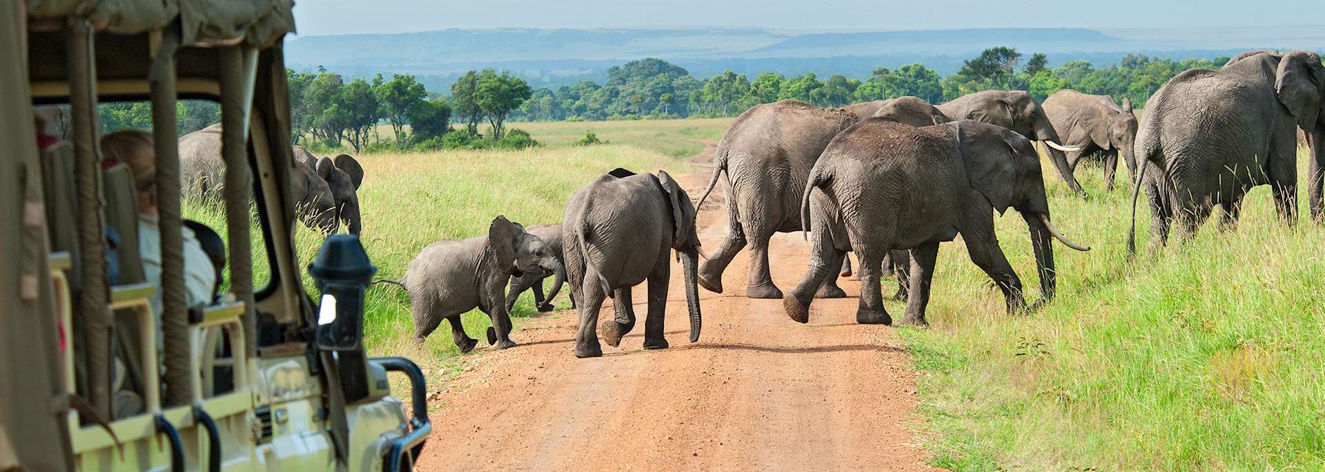 Elephant in the Masai Mara