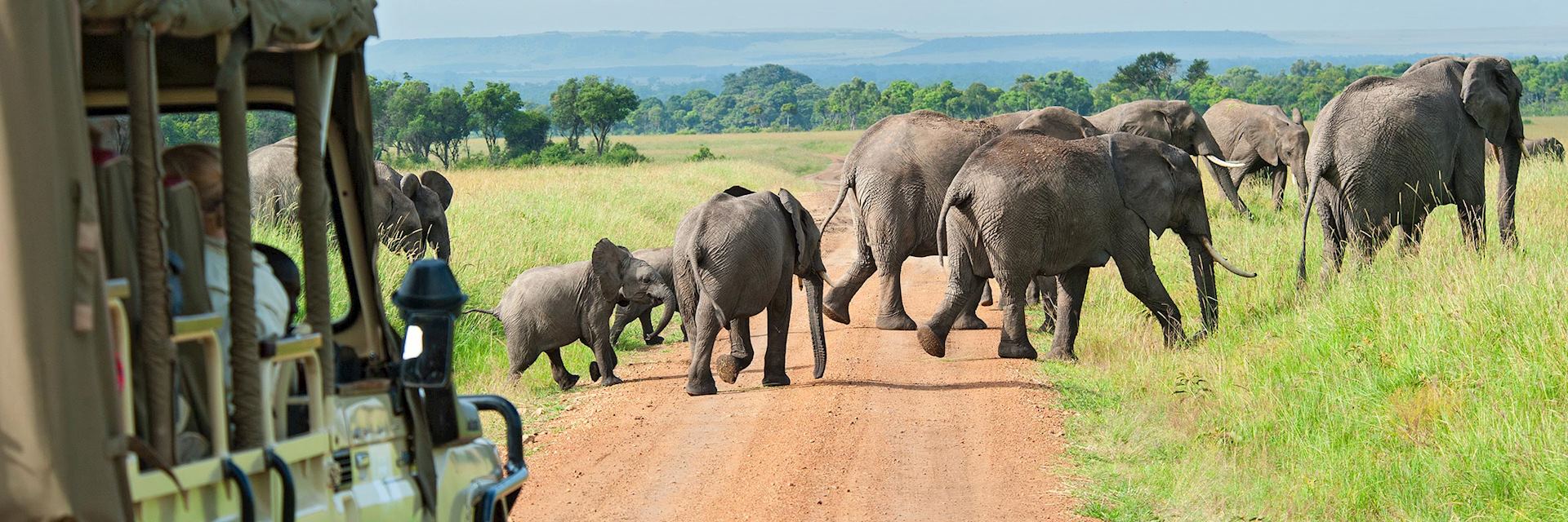 Elephant in the Masai Mara