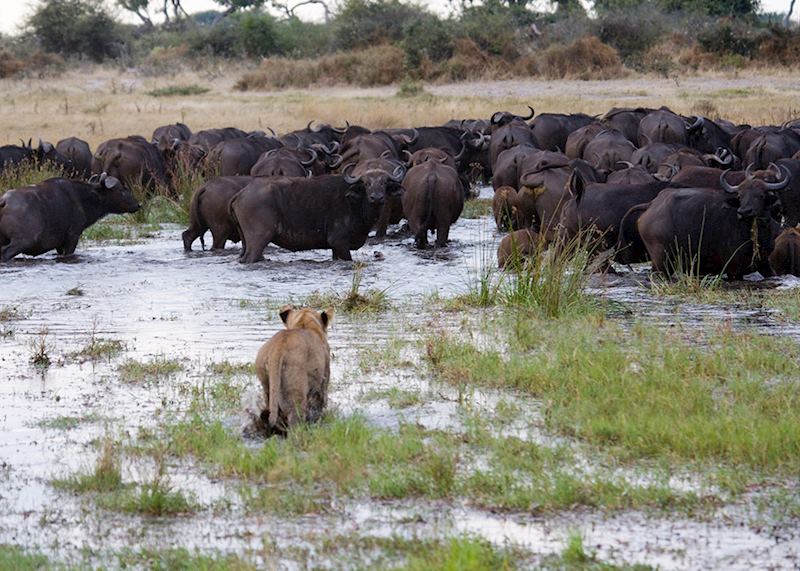 Buffalo, Okavango Delta