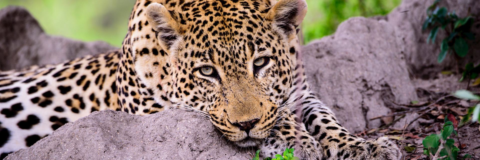 Leopard, South Africa