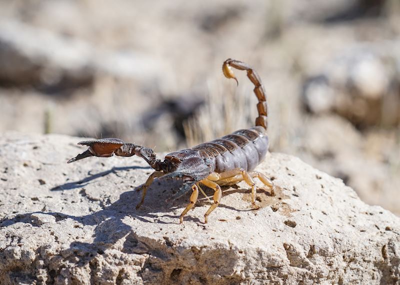 Burrowing scorpion, Namibia