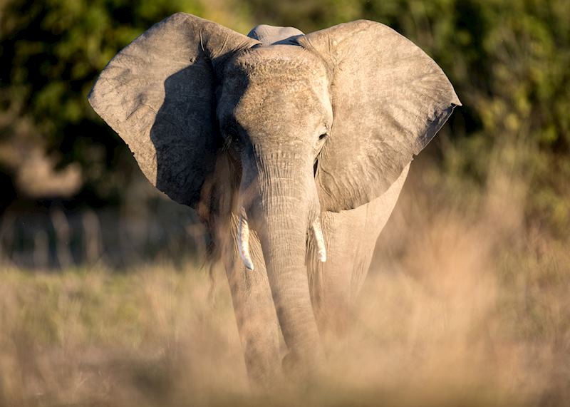 Elephant in Damaraland, Namibia