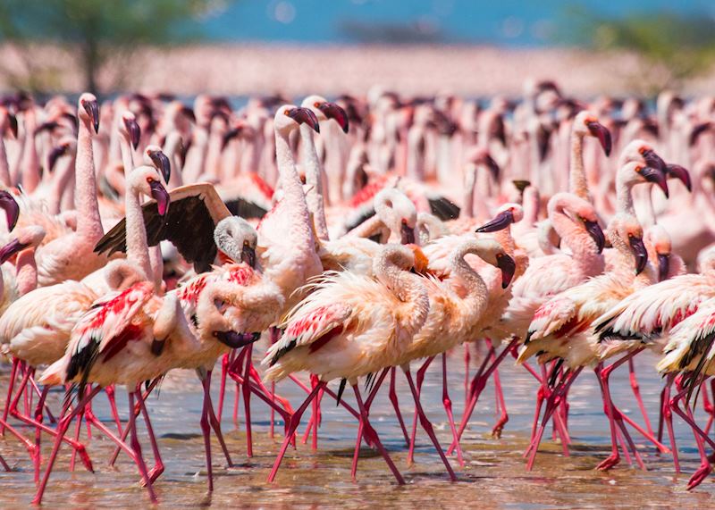 Flamingos on Lake Nakuru, Kenya