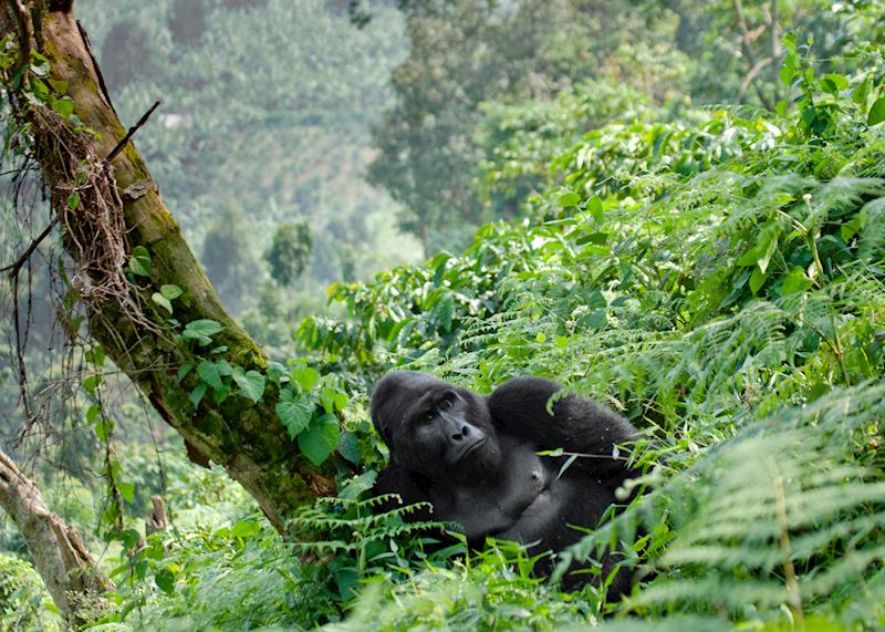 Gorilla in Bwindi Impenetrable Forest, Uganda