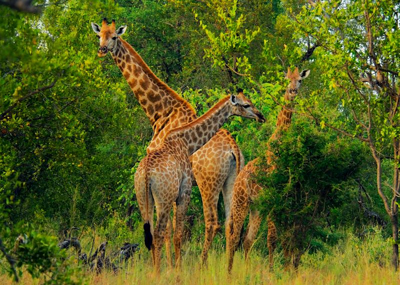 Giraffes in the Masai Mara, Kenya