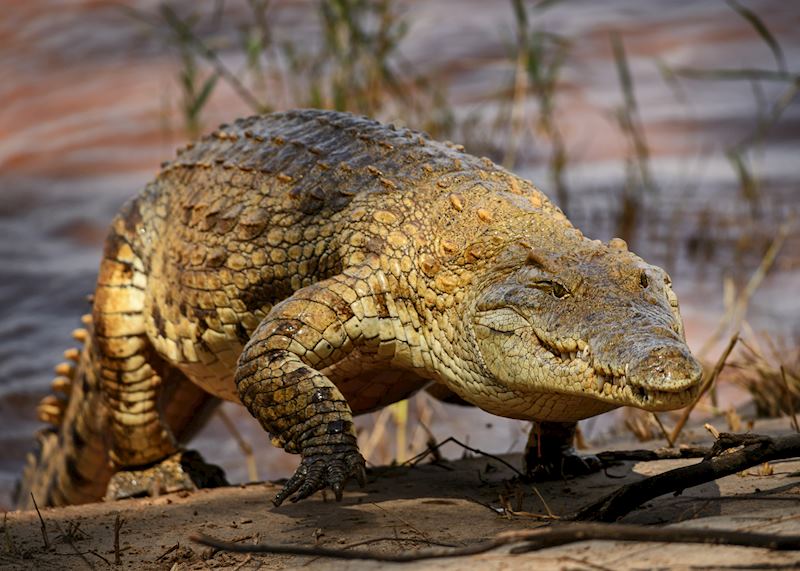 Nile crocodile in the Masai Mara National Reserve, Kenya