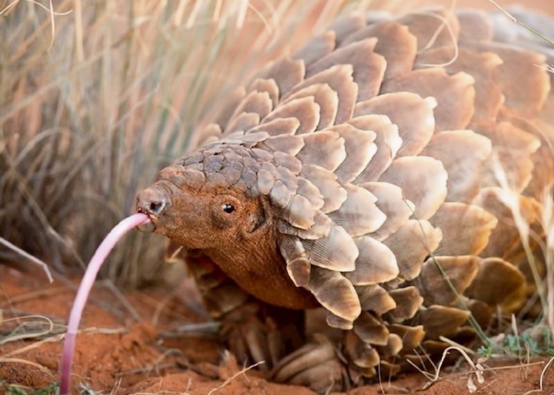 Temminck's ground pangolin, Namibia