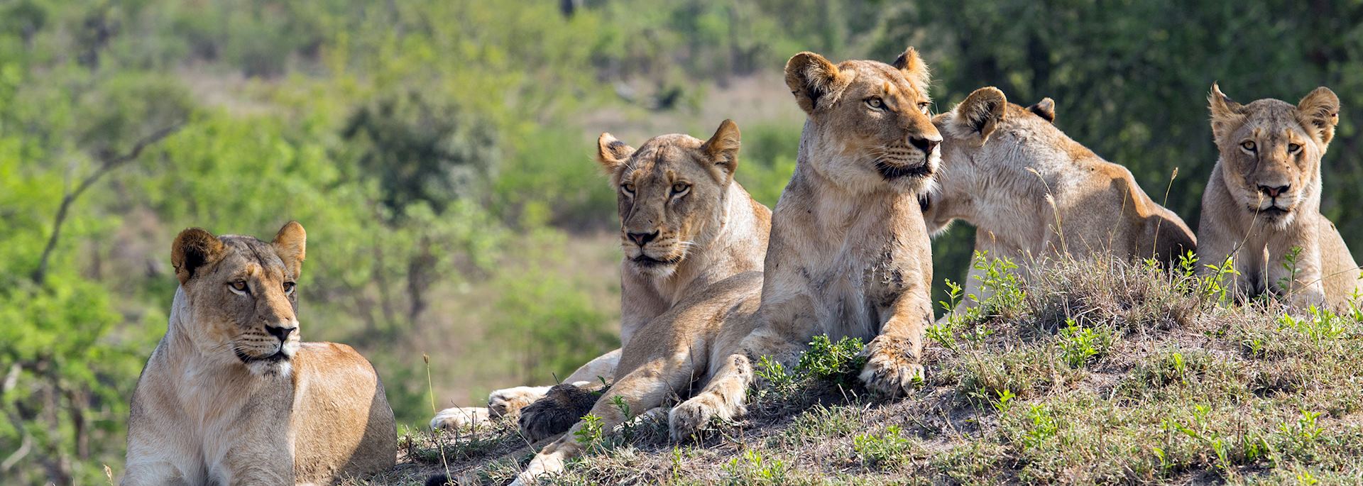 Lion, Sabi Sands Game Reserve, South Africa