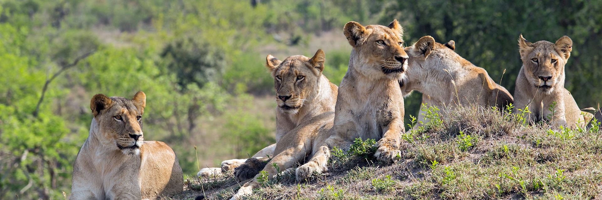 Lion, Sabi Sands Game Reserve, South Africa