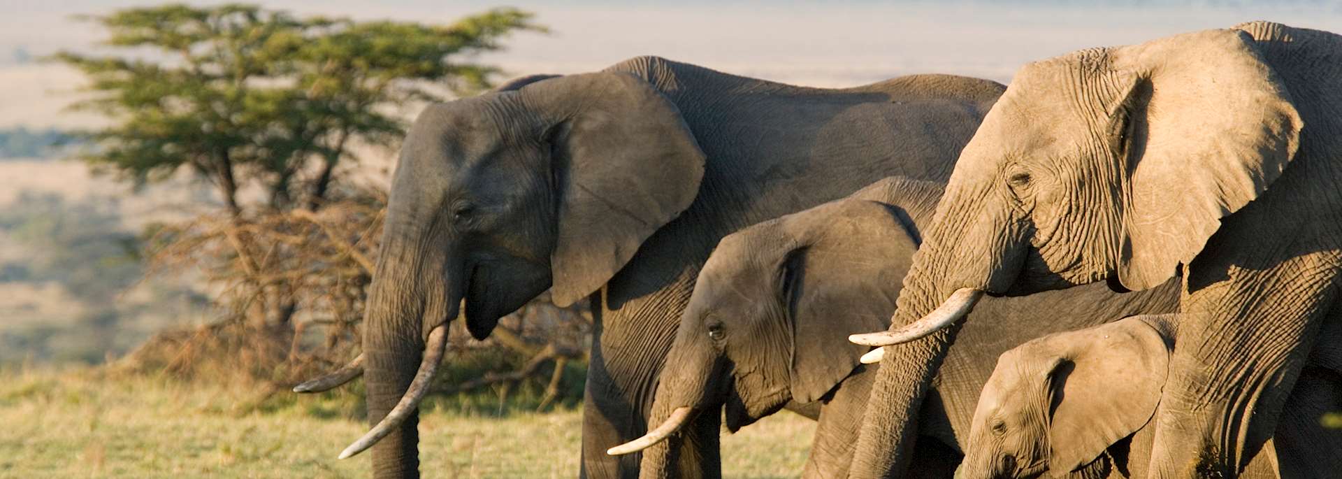 Herd of elephants in South Africa