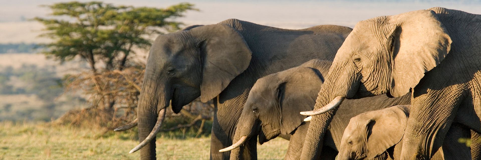 Herd of elephants in South Africa