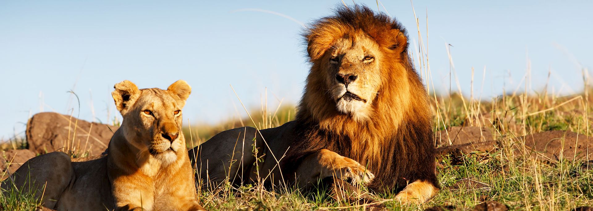 Lions in the Masai Mara, Kenya