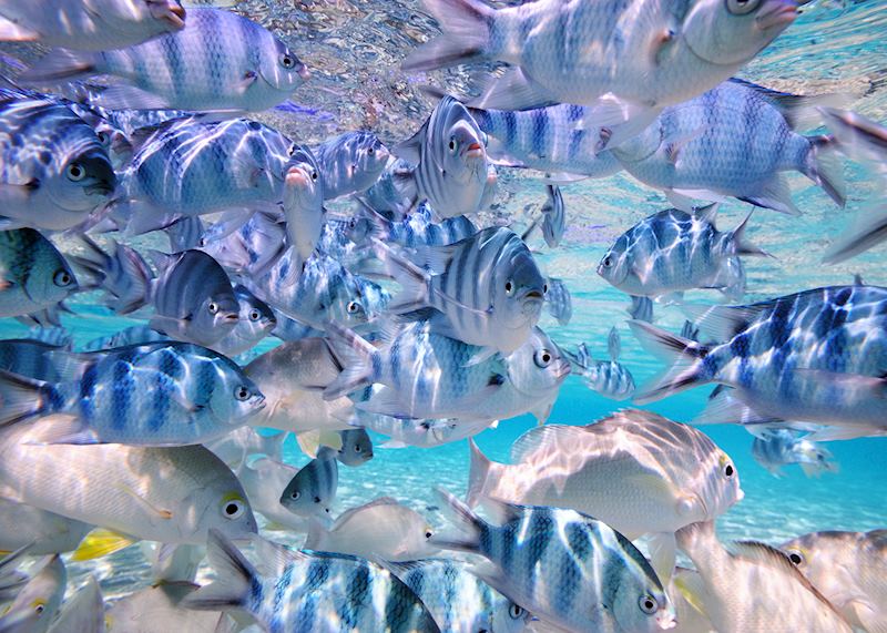 Fish off Aitutaki, Cook Islands