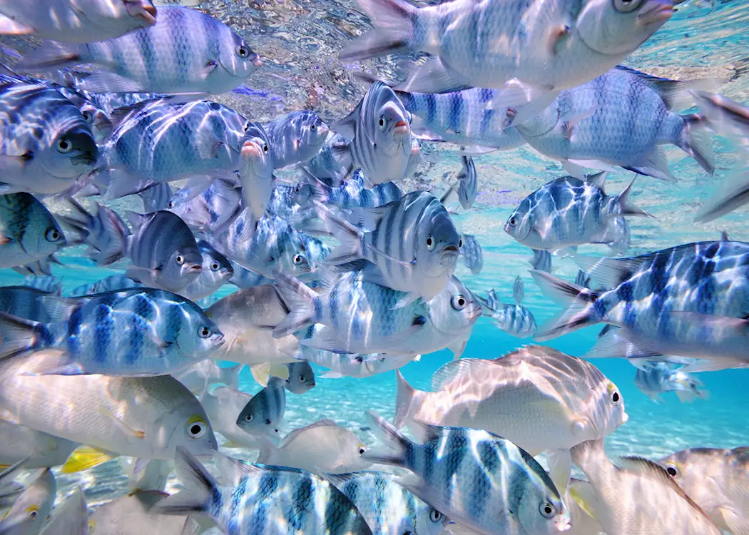 Fish off Aitutaki, Cook Islands