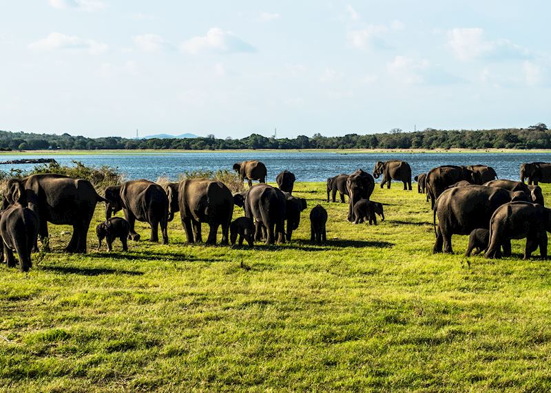 Elephant, Minneriya National Park, Sri Lanka