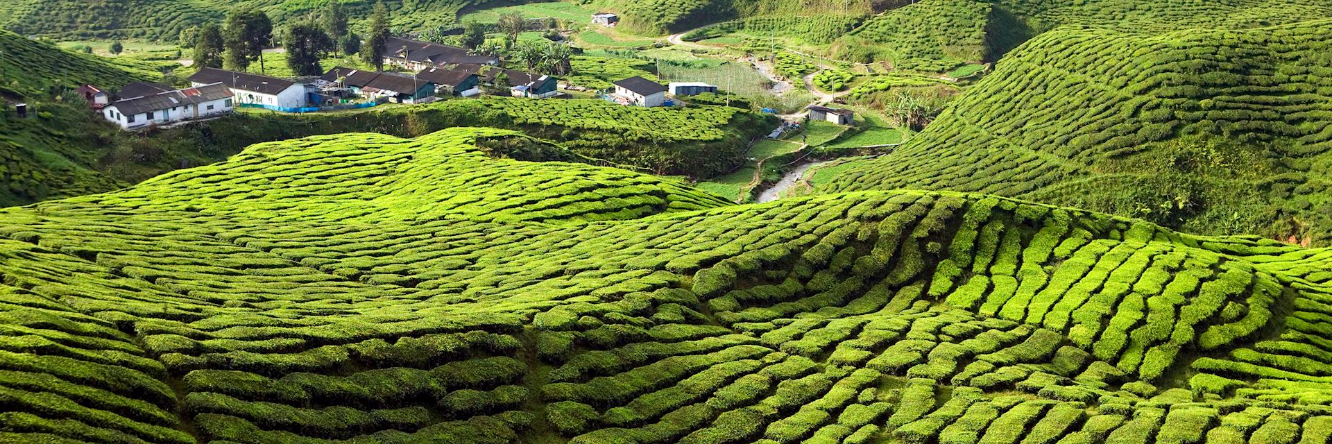 Tea plantations in the Cameron Highlands, Malaysia