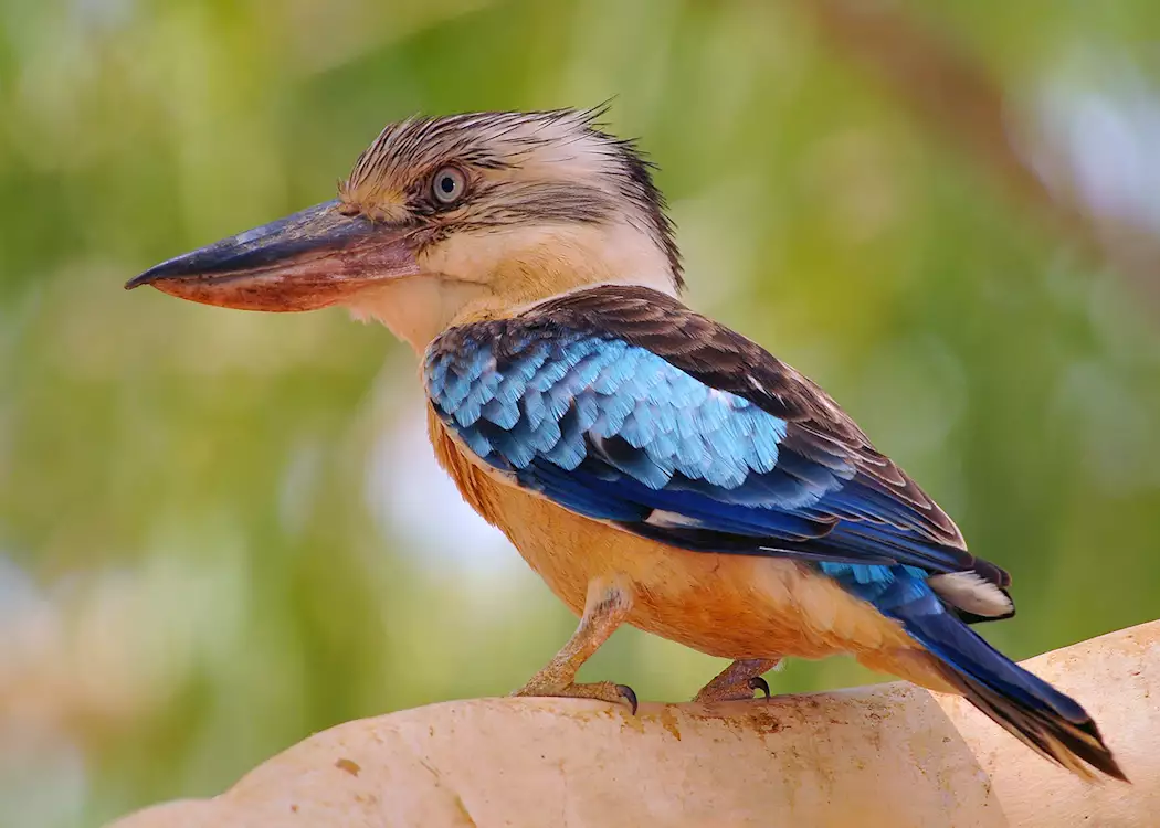 Blue-winged kookaburra, Kakadu National Park, Australia