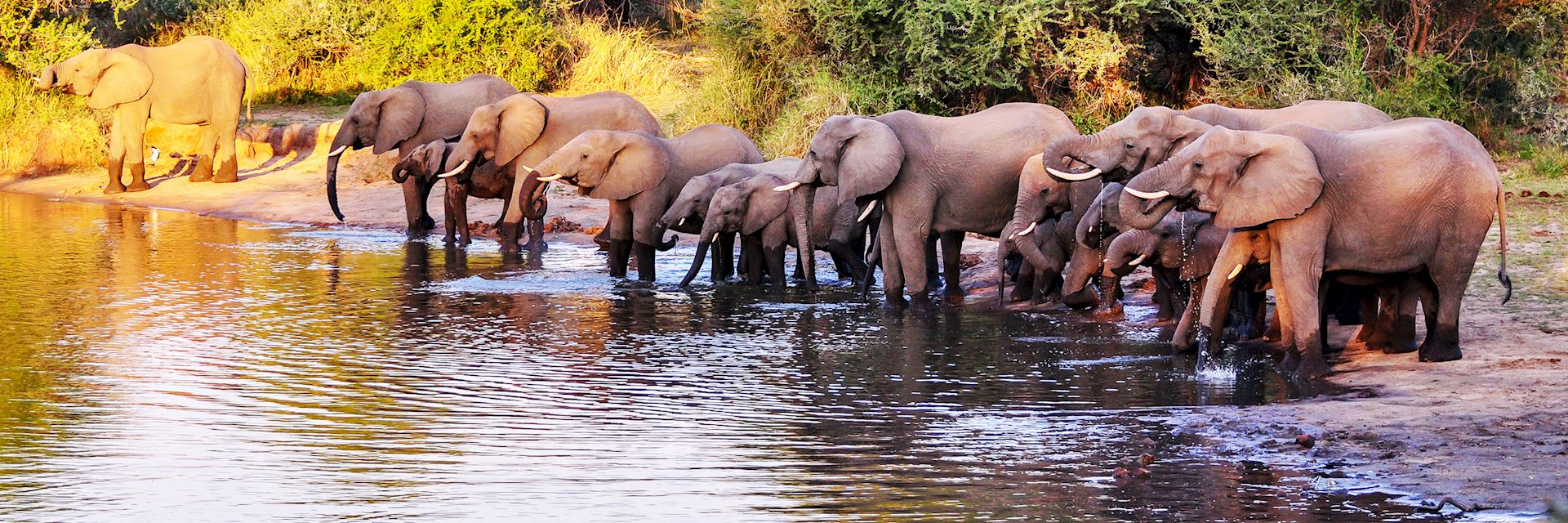 Herd of elephant, Kruger National Park, South Africa