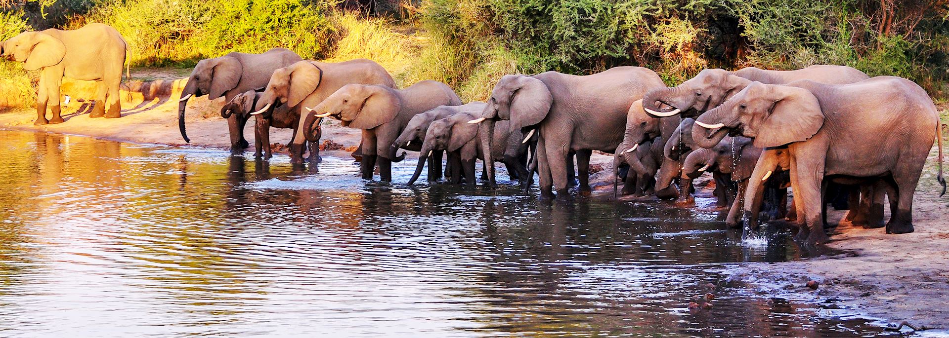 Herd of elephant, Kruger National Park, South Africa
