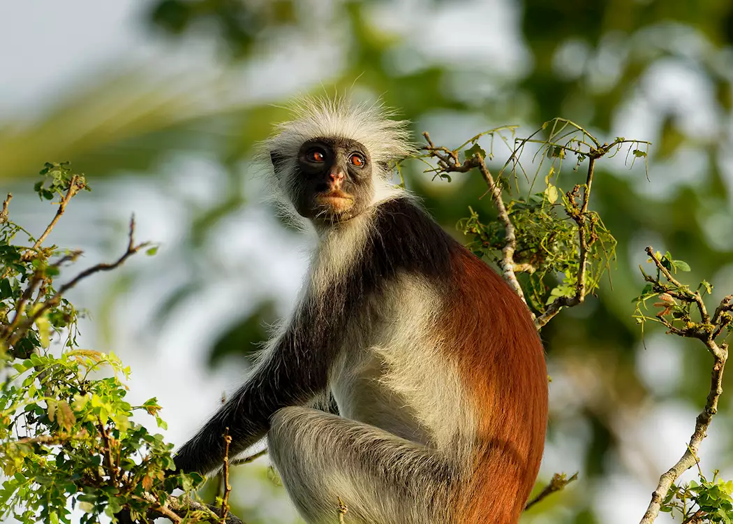 Kirk’s red colobus monkey, Zanzibar Archipelago