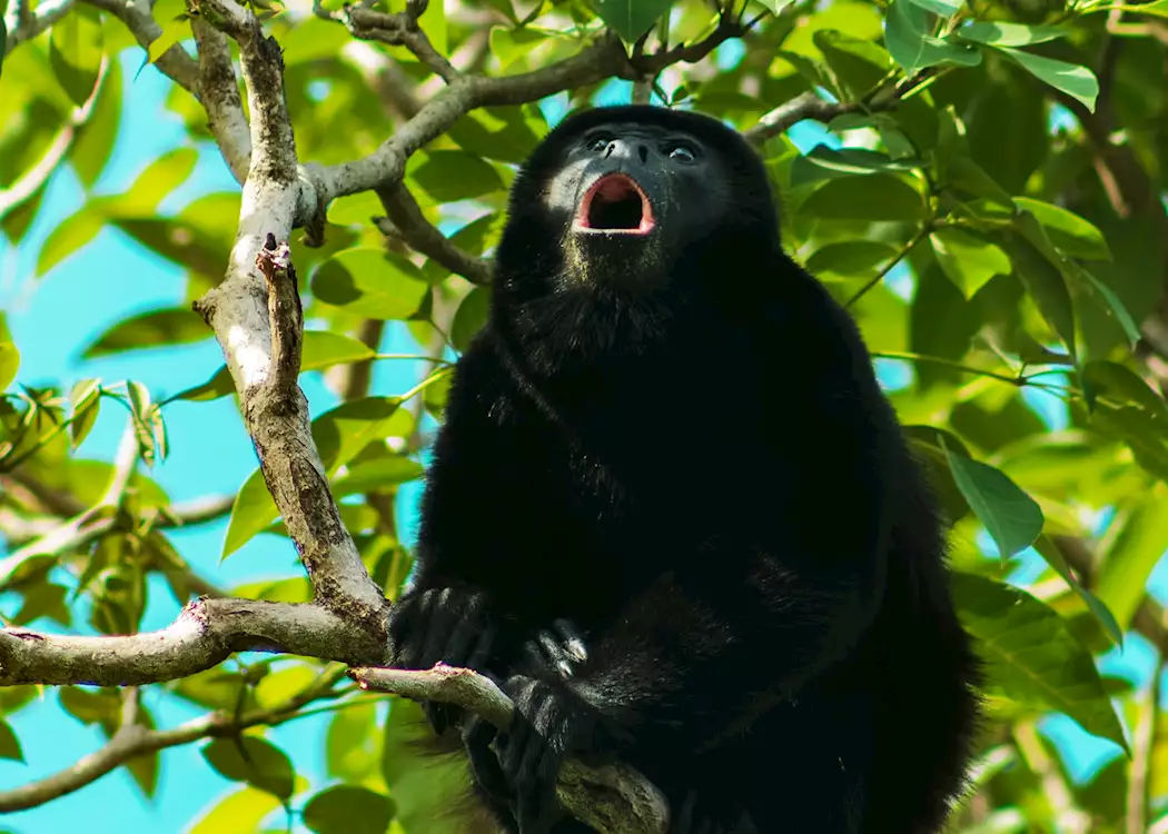 Howler monkey, Costa Rica