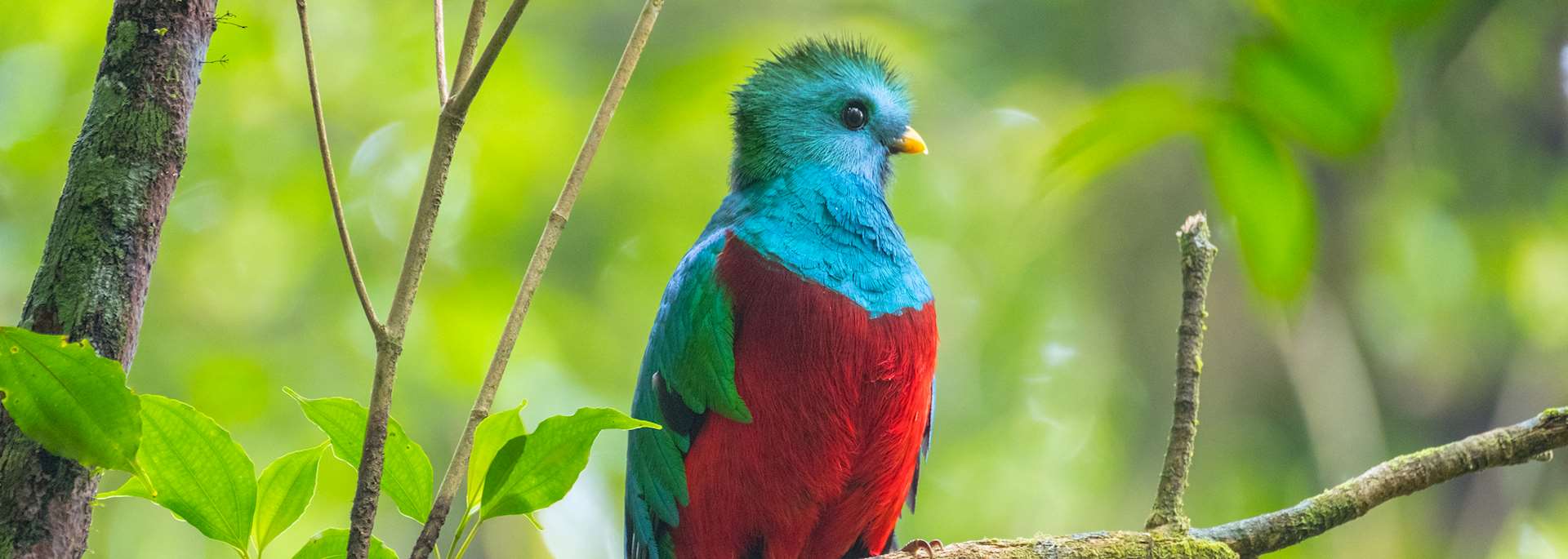 Quetzal, Costa Rica