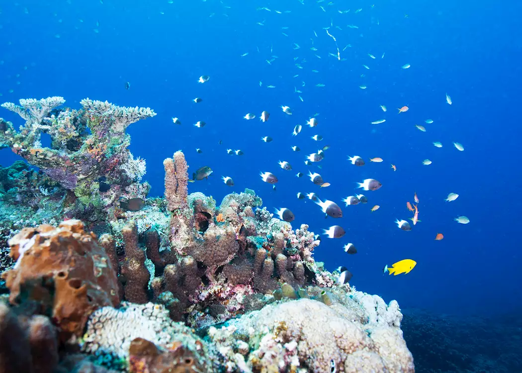 Coral reef off Pemba Island, Zanzibar Archipelago