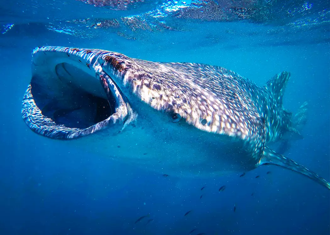 Whale shark, Ningaloo Marine Park, Western Australia