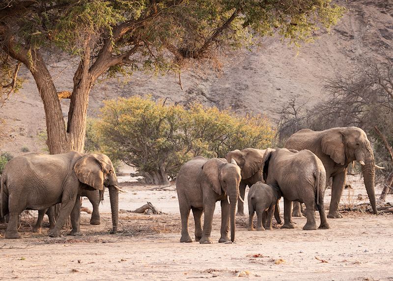 Desert-adapted elephant in Damaraland, Namibia