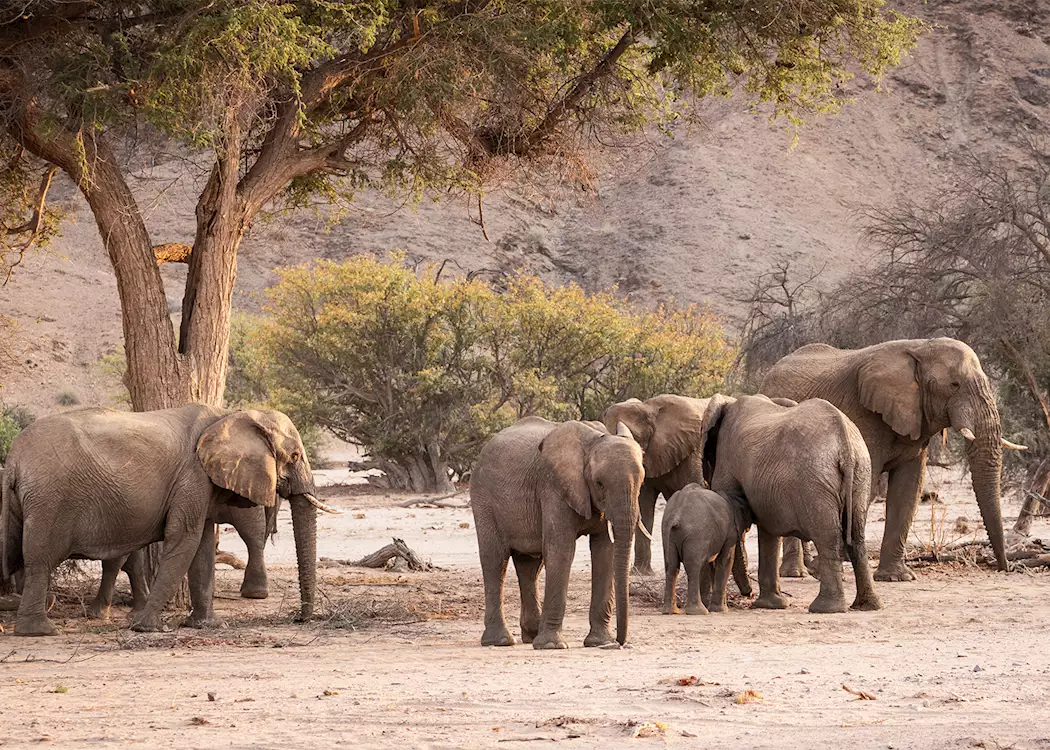 Desert-adapted elephant in Damaraland, Namibia