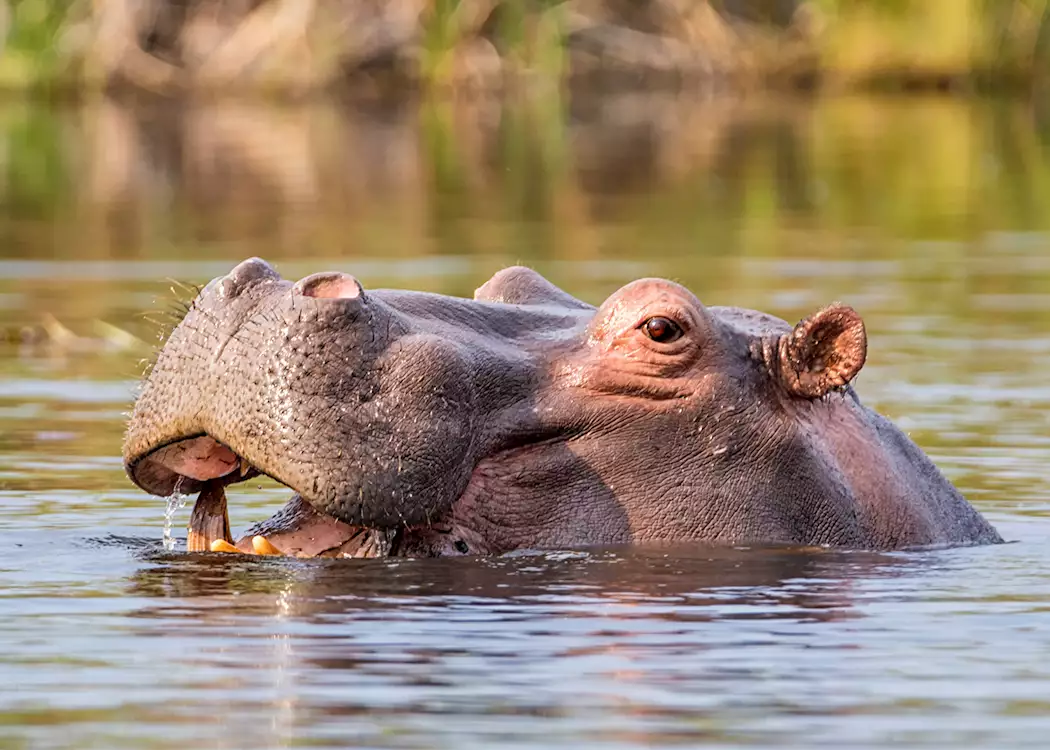 Hippo in the Caprivi Strip, Namibia
