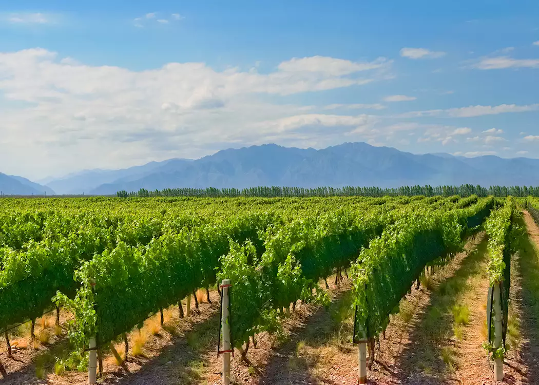 Vineyard, Mendoza, Argentina