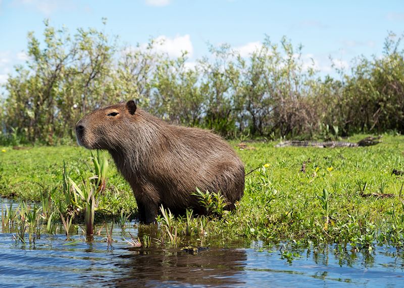 Capybara, Iberá Wetlands, Argentina