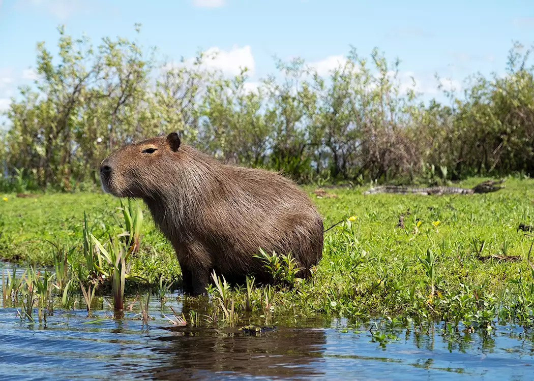 Capybara, Iberá Wetlands, Argentina