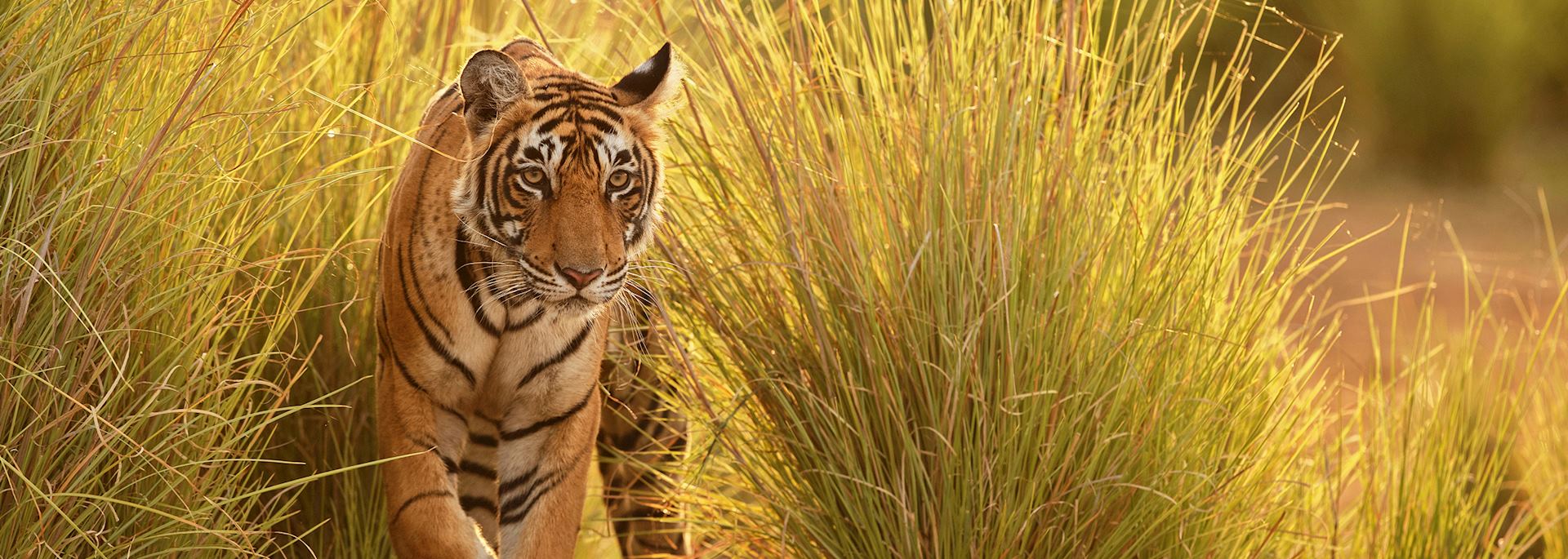 Tiger in Ranthambhore National Park, India