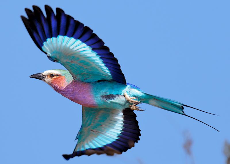Lilac-breasted roller, Kruger National Park, South Africa