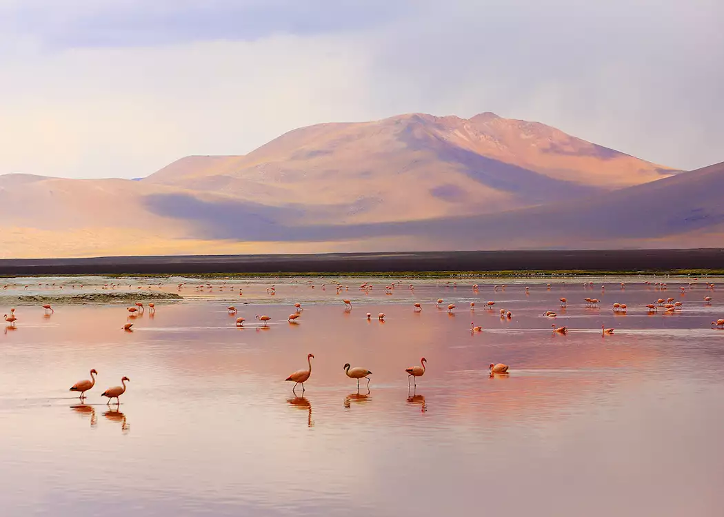  flamingoes, Altiplano, Bolivia