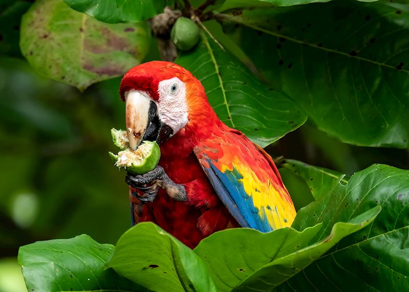 Scarlet Macaw, Costa Rica