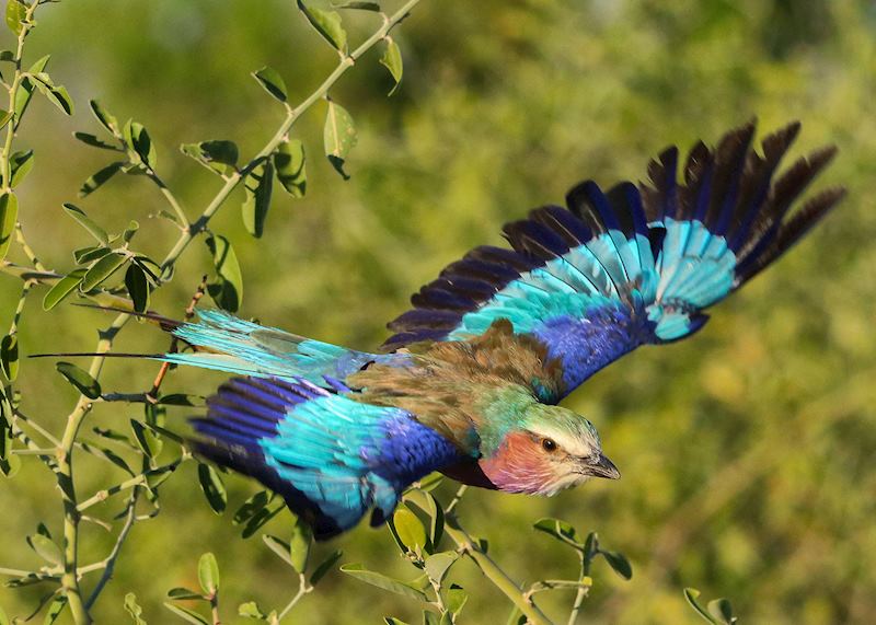 Lilac-breasted roller, Chobe National Park, Botswana