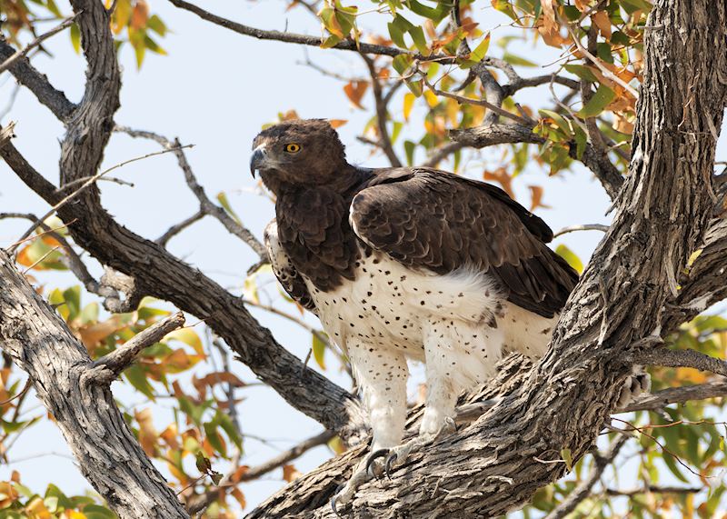 Martial eagle, Etosha National Park, Namibia