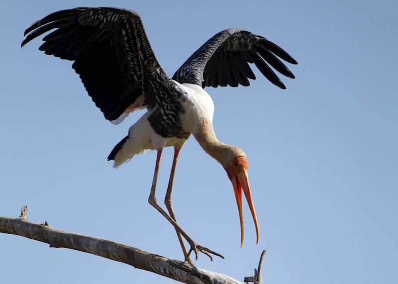 Painted stork, Satpura National Park, India