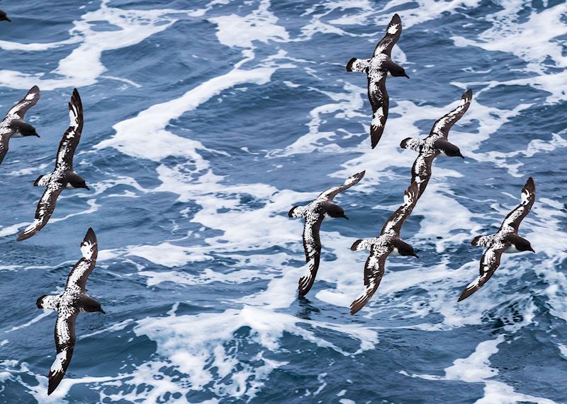 Cape petrels, Antarctica