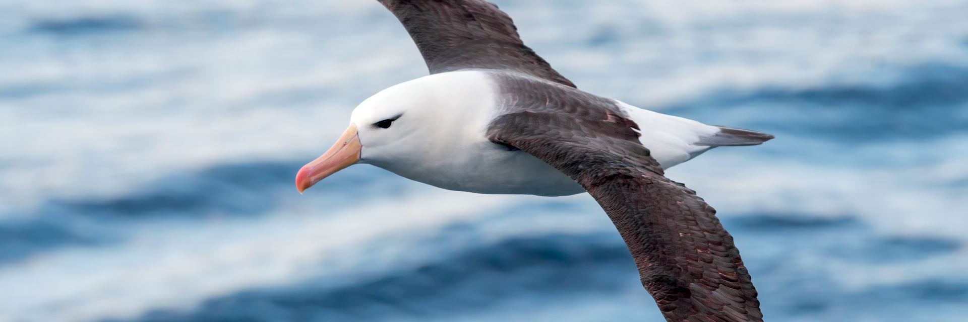 Black-browed albatross, Antarctica