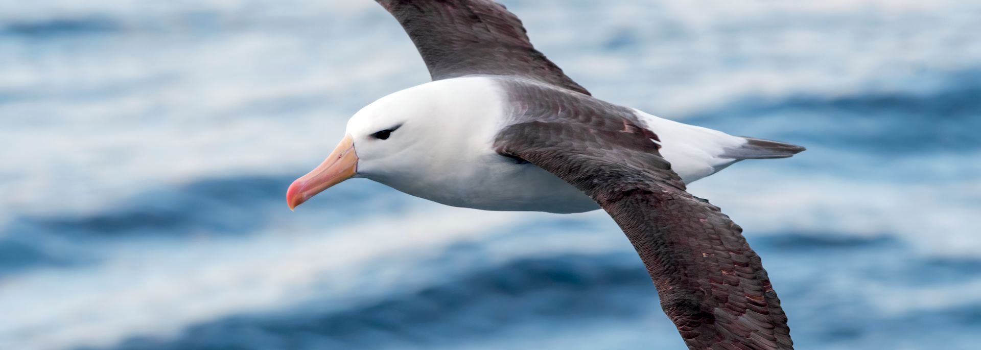 Black-browed albatross, Antarctica