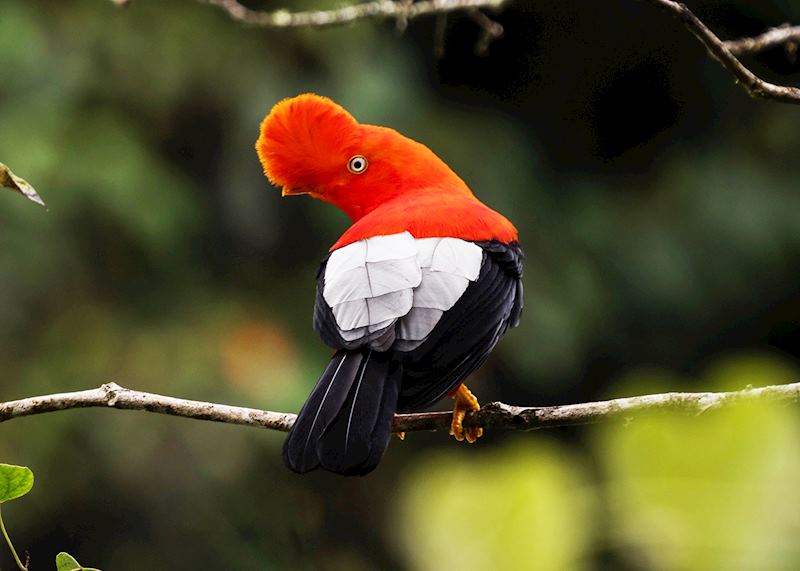 Andean cock-of-the-rock, Aguas Calientes, Peru