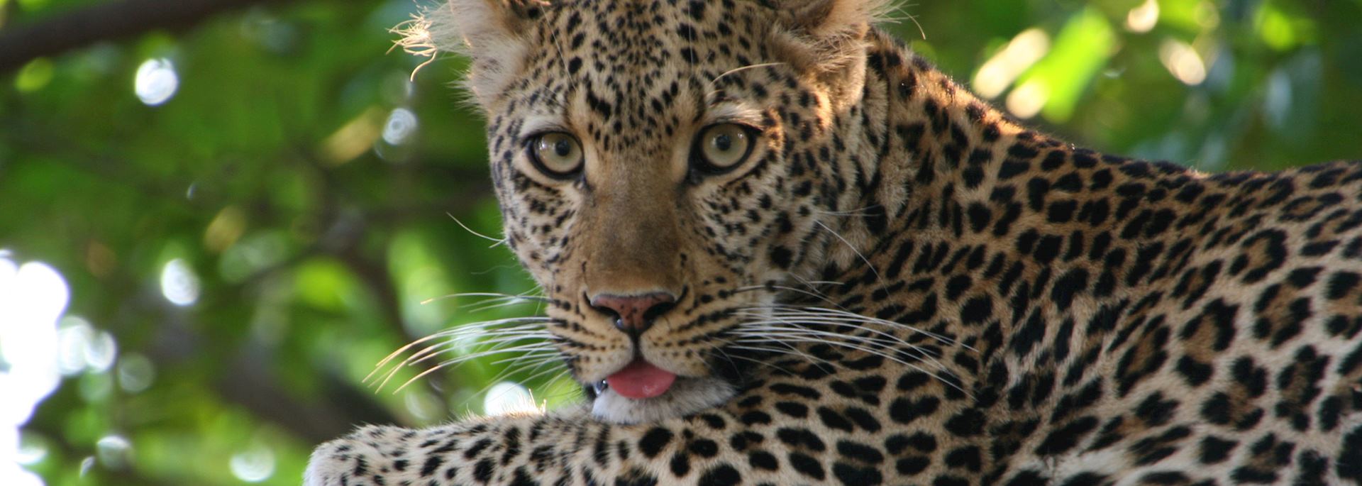 Leopard, South Luangwa National Park, zambia