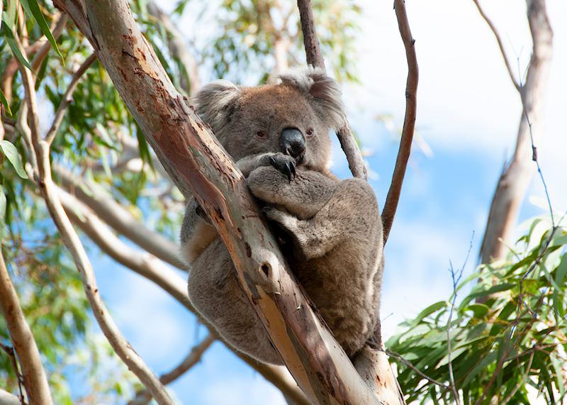 Koala, Kangaroo Island